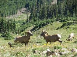 bighorn sheep landscape