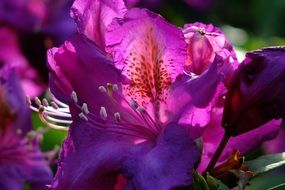 purple lily flower on dark background