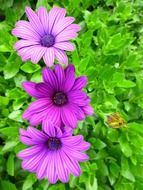 three purple flowers among the green