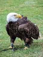 bald eagle in a green meadow cleans feathers