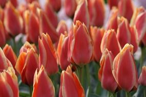 many bright beautiful tulips