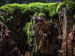 rotten tree in moss