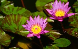 lilac bright lotuses