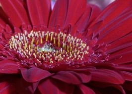 red gerbera, center of flower, macro