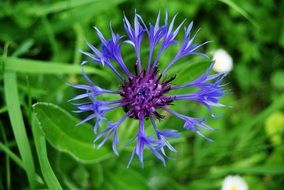 Violet flower with the blue petals