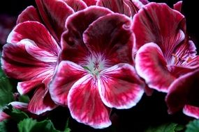 violet geraniums