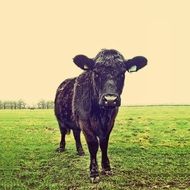 black bull with a stamp on the farm
