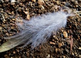 white fluffy feather on the ground in the forest