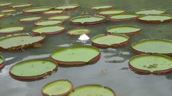 green lily leaves on a pond