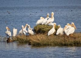 Pelicans in the wildlife