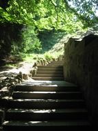 concrete steps in the forest