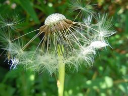 dandelion with a piece of seeds