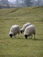 Landscape of sheep pasture in England