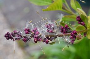 dandelion seeds on lilac inflorescence