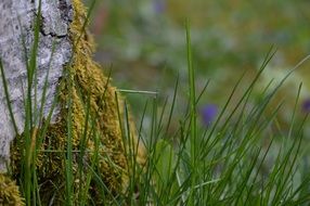 green grass and moss on birch tree