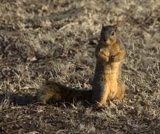 fluffy squirrel runs on autumn grass in Oklahoma