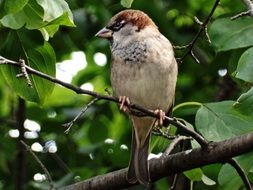 fluffy sparrow is on the tree branch