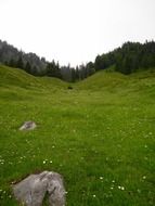 grassland on a mountain