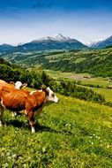 cows on meadow in the mountains in austria