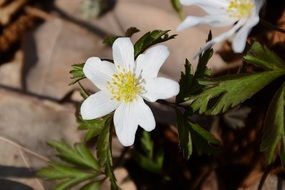 white spring flowers closeup