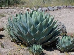 big and small agave plants in park