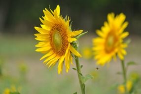 two bright sunflowers close up