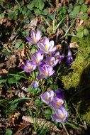 flowers crocus violet