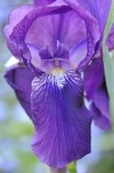 iris or cockerel