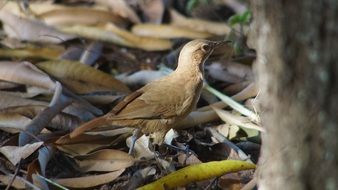 Little tropical bird among autumn leaves