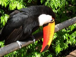 toucan bird in brazilian forest