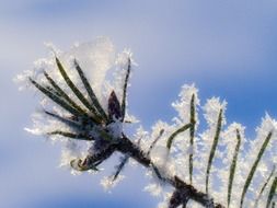 hoarfrost on the tree branch