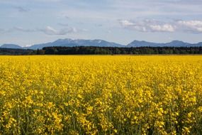 field of oilseed Rape in agricultural