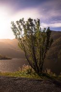 Bush plant near the fjord on the beautiful evening landscape in Norway