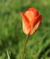 Lonely tulip on a blurred background