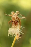 macro photo of blossomed out dandelion