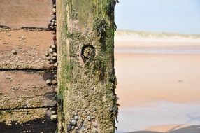 tree with shells on the beach close-up