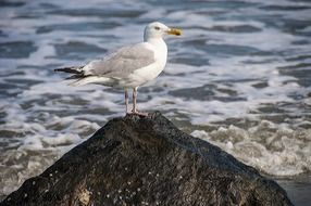 glaring seagull