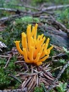 autumn yellow unusual mushroom in the forest