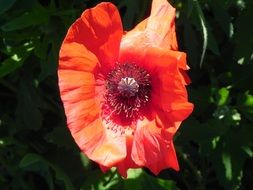 Red poppy blossom in nature