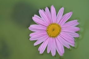 light pink daisy with yellow core close-up