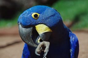 Portrait of blue parrot bird