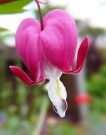 heart as a ornamental plant