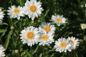natural daisies on a summer field