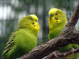 budgerigar on a branch