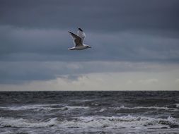 seagull flying over the waves