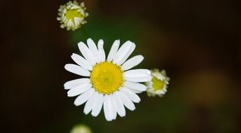 white daisy with buds