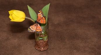 Butterfly on the yellow tulip flower