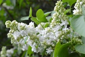 lilac white blooms on branches close-up on blurred background