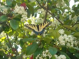 Swallowtail butterfly on blooming tree