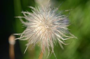 fluffy flower close-up on blurred background